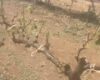 Devasta granizo viñedos zacatecanos 