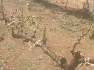 Devasta granizo viñedos zacatecanos 