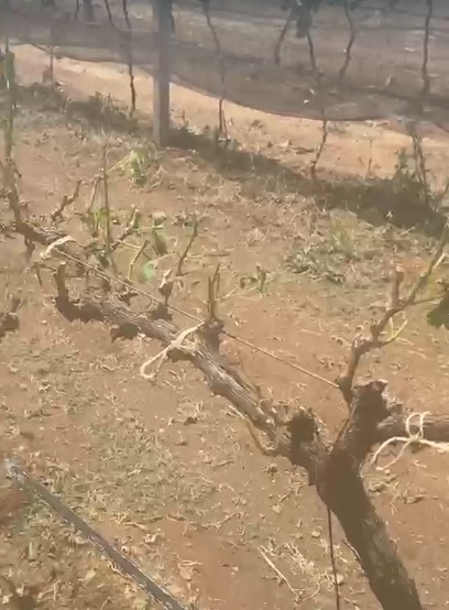 Devasta granizo viñedos zacatecanos 