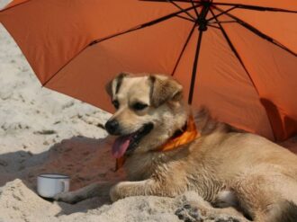 Reconocen socialmente al perro Caramelo, como raza mexicana 