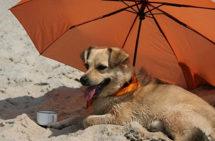 Reconocen socialmente al perro Caramelo, como raza mexicana 