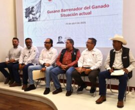 Confirman 5 casos de gusano barrenador y vigilan brotes sospechosos 