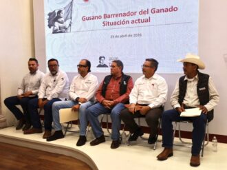 Confirman 5 casos de gusano barrenador y vigilan brotes sospechosos