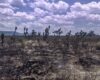 Liquidan incendio forestal en Villa de Cos