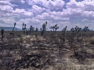 Liquidan incendio forestal en Villa de Cos