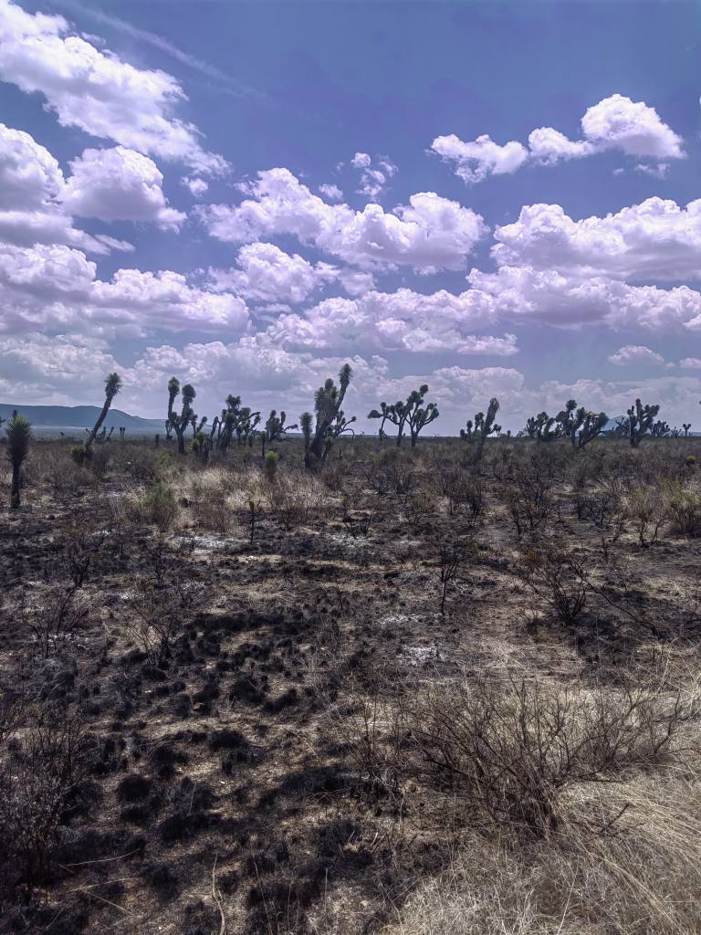 Liquidan incendio forestal en Villa de Cos