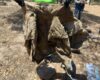 Hallan restos óseos calcinados en la sierra de Fresnillo 