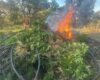 Destruyen 60 mil plantas de marihuana en Florencia