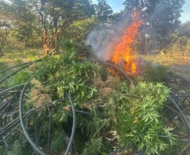 Destruyen 60 mil plantas de marihuana en Florencia 