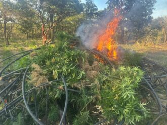 Destruyen 60 mil plantas de marihuana en Florencia