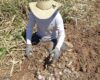 Combaten contrabando de ajo desde un sólo frente
