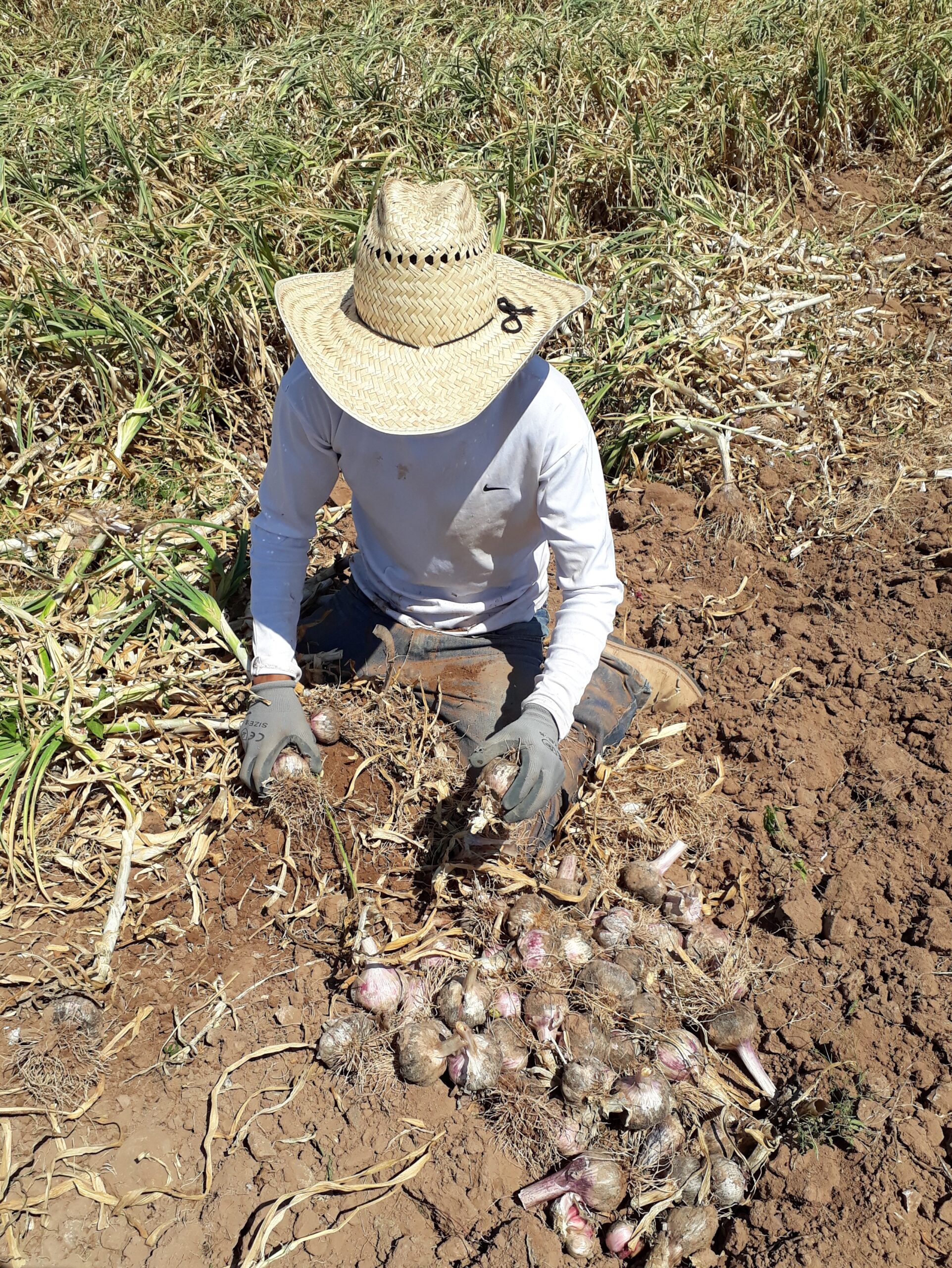 Combaten contrabando de ajo desde un sólo frente