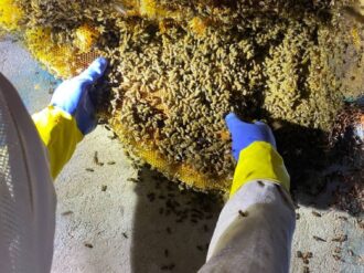 Despliegan operativo semanal ante ola de enjambres de abejas