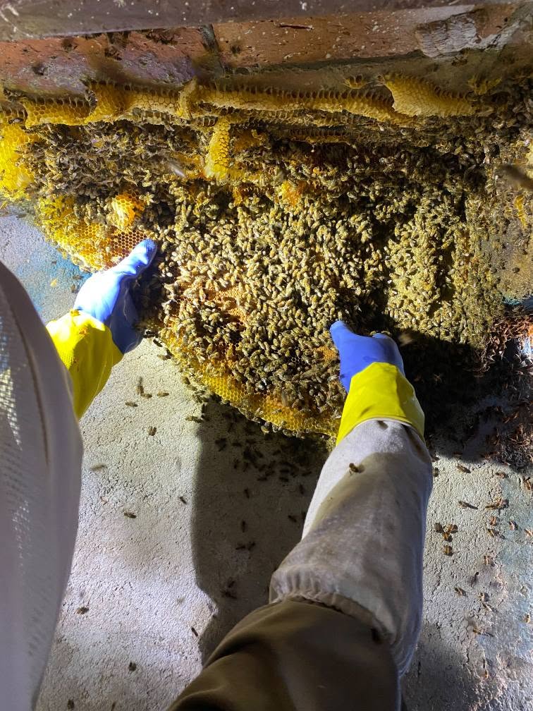 Despliegan operativo semanal ante ola de enjambres de abejas
