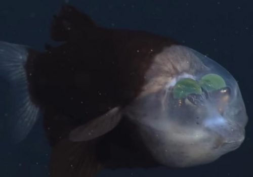 Descubren científicos de Monterrey criatura marina que los dejó atónitos