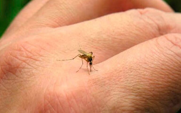 Estas son las causas por las que te pican los mosquitos