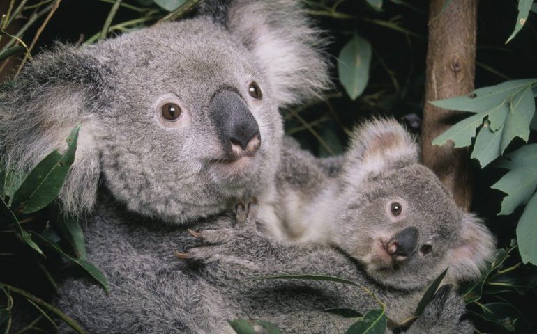 Koalas entran en la lista de animales en peligro de extinción