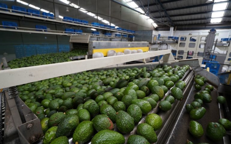 Tras amenazas, EEUU suspende temporalmente compra de aguacate en Michoacán