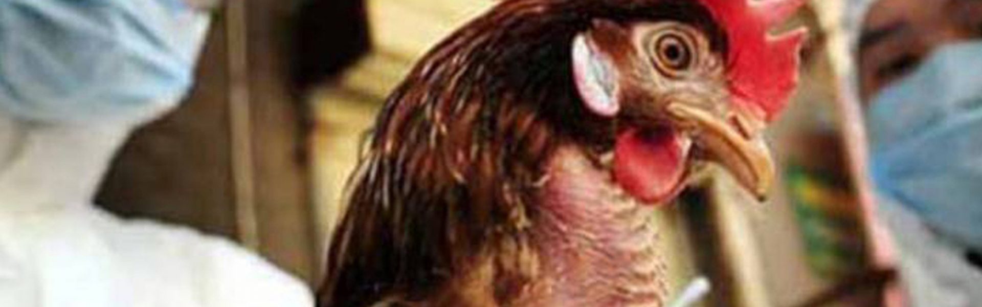 OMS plantea desarrollo de vacunas experimentales contra gripe aviar en humanos
