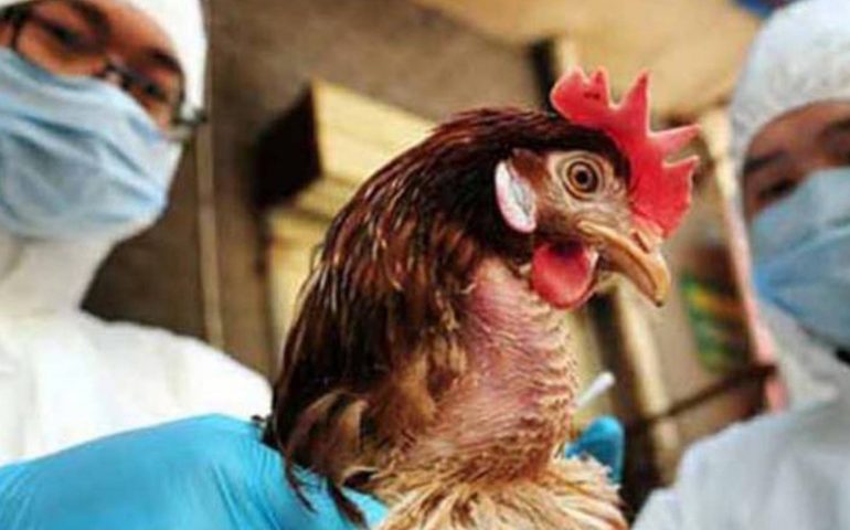 OMS plantea desarrollo de vacunas experimentales contra gripe aviar en humanos