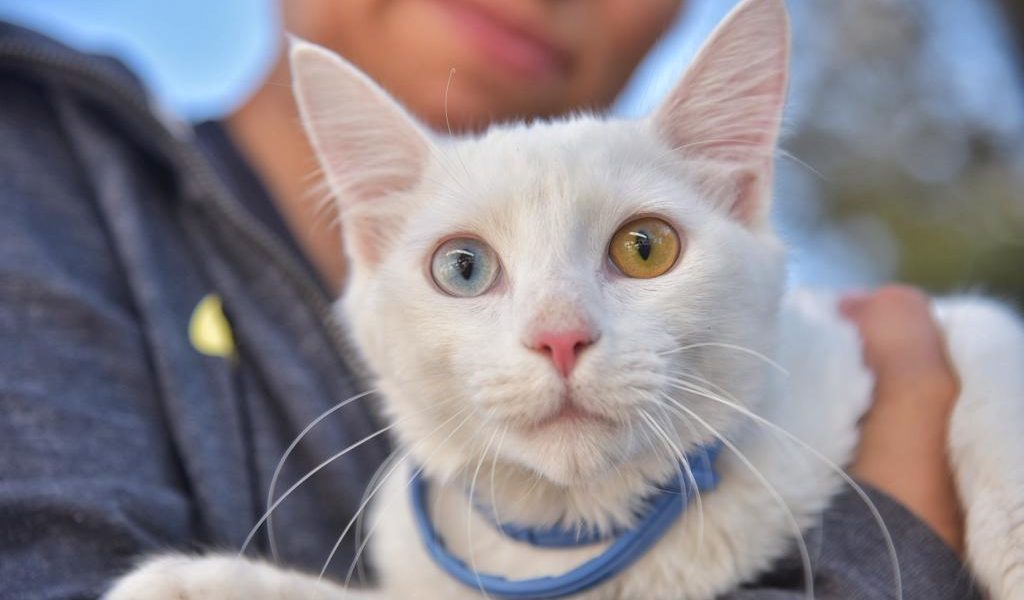 HUBO JORNADA DE SALUD PARA MASCOTAS EN JM