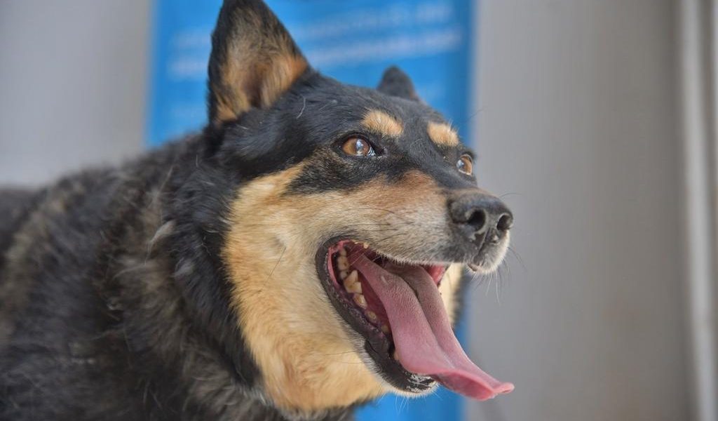 Jornada de Salud Canina y Felina en Jesús María