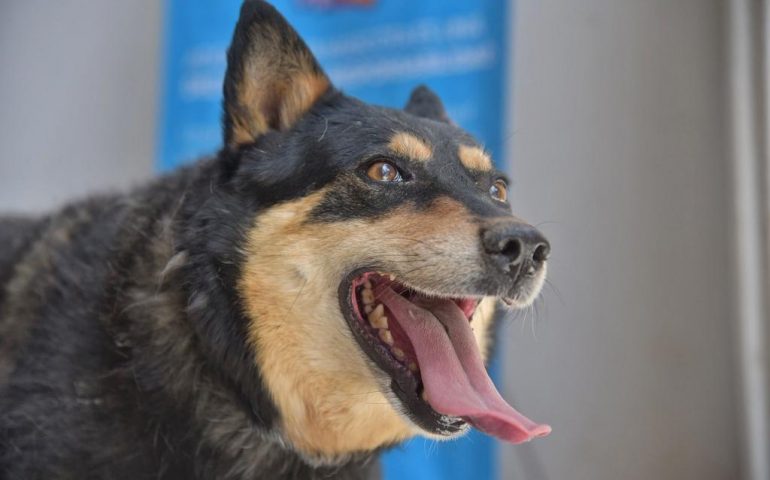 Jornada de Salud Canina y Felina en Jesús María