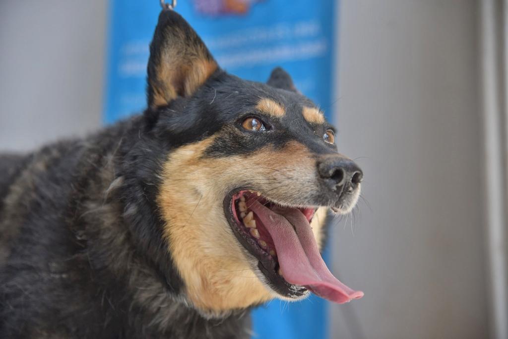 Jornada de Salud Canina y Felina en Jesús María