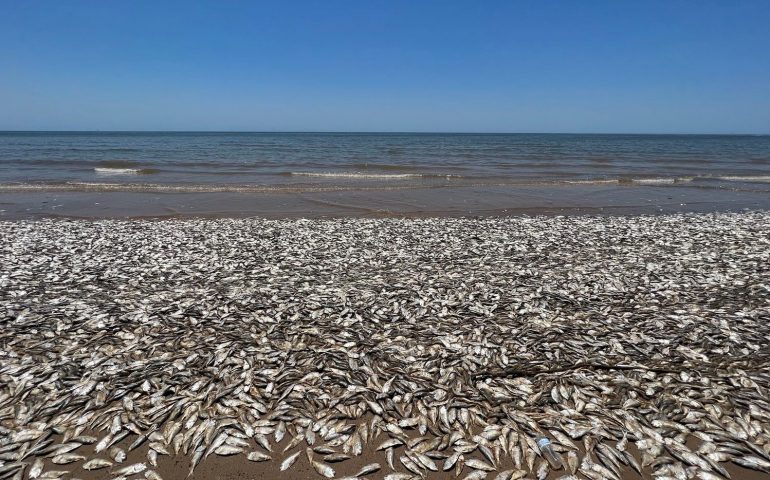 Aparecen miles de peces muertos en el Golfo de Texas debido a fenómeno climático
