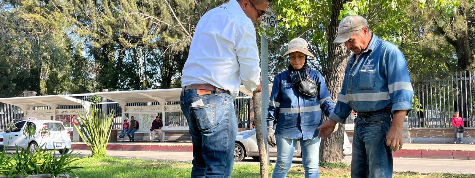 Se plantaron más de medio centenar de encinos verdes de 5 metros de altura en esta parte emblemática de la ciudad