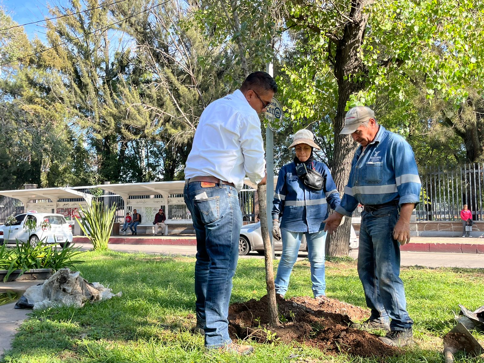 Se plantaron más de medio centenar de encinos verdes de 5 metros de altura en esta parte emblemática de la ciudad