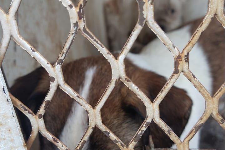 PROESPA rescata a 11 perros de persona acumuladora