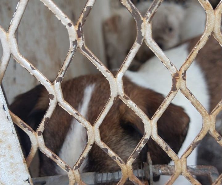 PROESPA rescata a 11 perros de persona acumuladora