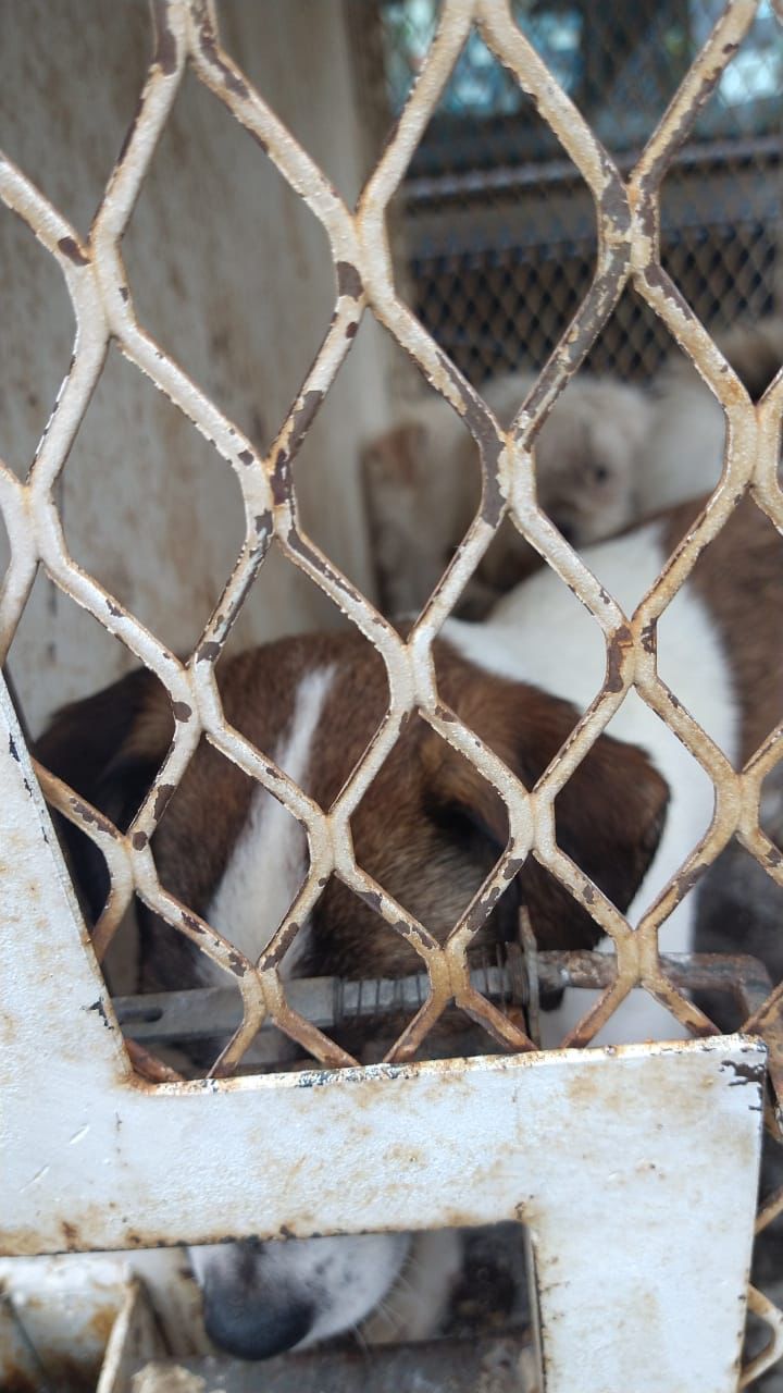 PROESPA rescata a 11 perros de persona acumuladora