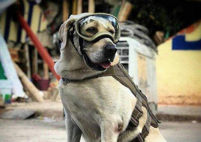 Muere Frida, la perrita rescatista de los sismos en 2017