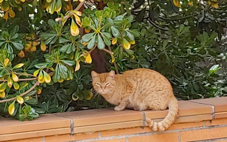La mejor forma de llamar la atención de un gato según la ciencia