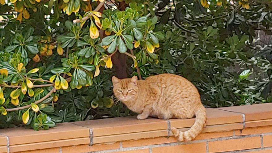 La mejor forma de llamar la atención de un gato según la ciencia
