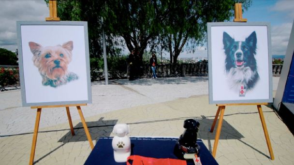 Hasta 18 años de carcel podria recibir hombre que mató a dos perros rescatistas en Queretaro