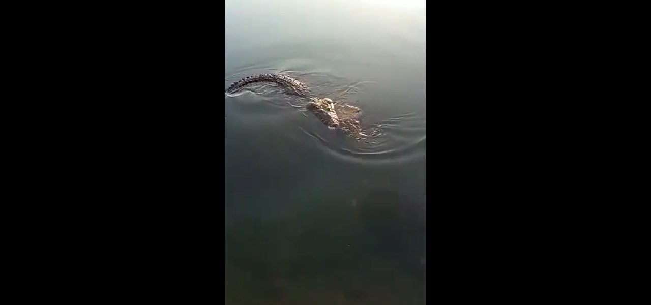 Cocodrilo pasea entre sus fauces a un hombre
