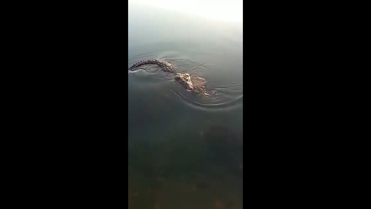 Cocodrilo pasea entre sus fauces a un hombre