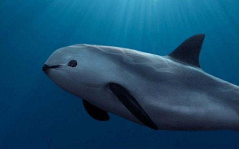 México enfrenta embargo comercial por incumplir protección a la vaquita marina