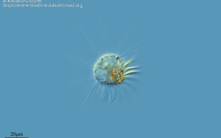 Descubren el primer organismo que se alimenta de virus