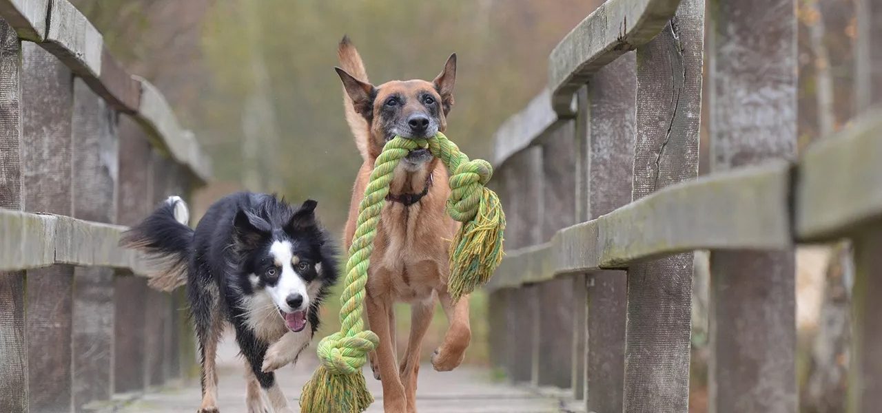 Científicos identifican la raza de perro más inteligente del mundo
