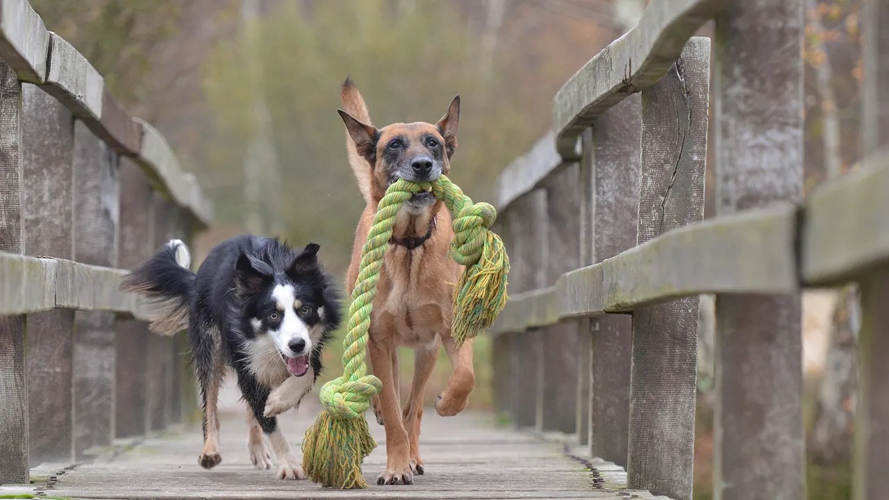 Científicos identifican la raza de perro más inteligente del mundo