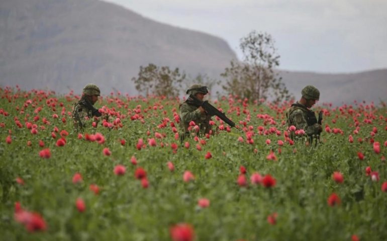 Sedena detecta y destruye el plantío de amapola más grande del año en Sinaloa