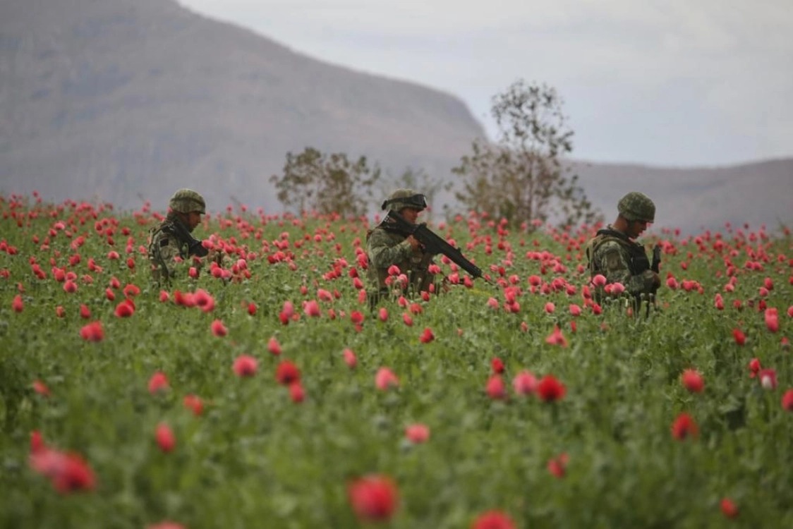 Sedena detecta y destruye el plantío de amapola más grande del año en Sinaloa