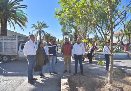 JM repone arboles en la Plaza Principal