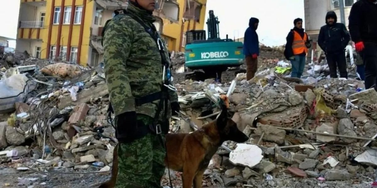 Muere Proteo, perro rescatista de la Sedena tras bajas temperaturas en Turquía