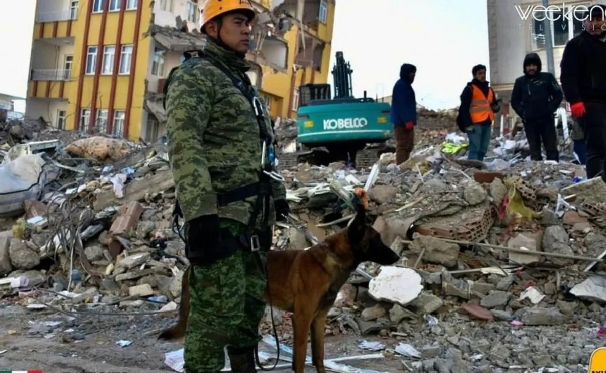 Muere Proteo, perro rescatista de la Sedena tras bajas temperaturas en Turquía