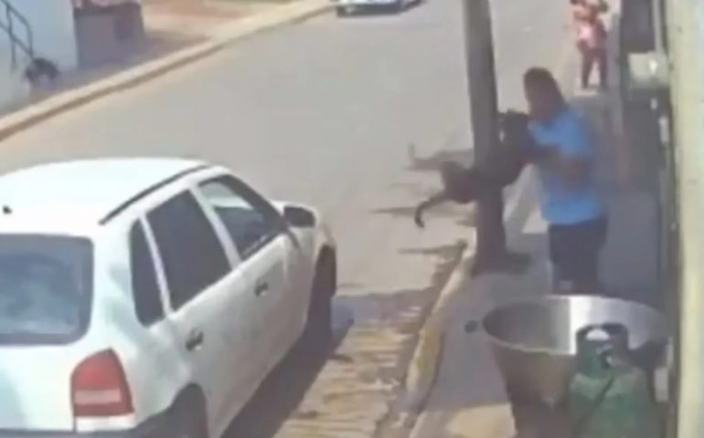 ¿Que hay en la mente de alguien que avienta un perro a un cazo de aceite hirviendo?